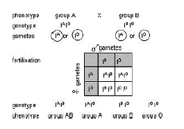 CBSE_ Class_12_Biology_13