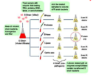 CBSE_ Class_12_Biology_14