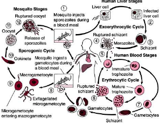 CBSE_ Class_12_Biology_22