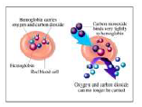 CBSE_ Class_12_Biology_28