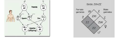 CBSE_ Class_12_Biology_5