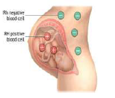 CBSE_ Class_12_Biology_8