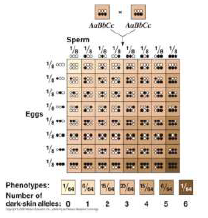 CBSE_ Class_12_Biology_9