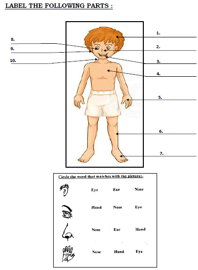 CBSE Class 1 EVS Sample Paper Set D