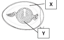 CBSE Class 4 Science Sample Paper Set D