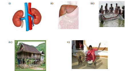 CBSE Class 4 EVS Sample Paper Set D