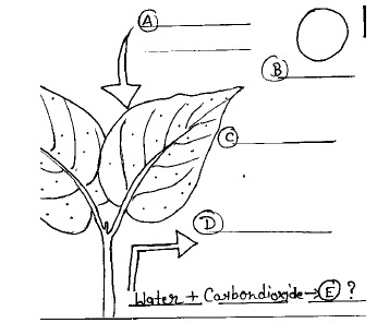 CBSE Class 4 EVS Sample Paper Set E