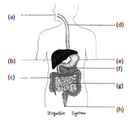 CBSE Class 5 EVS Sample Paper Set K