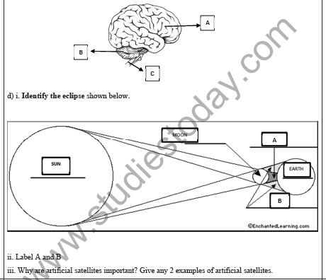 CBSE Class 5 Science Sample Paper Set B