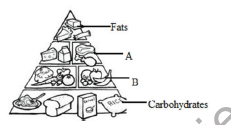 CBSE Class 5 Science Sample Paper Set E