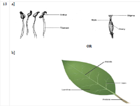 CBSE Class 6 Science Sample Paper Set H