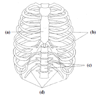 CBSE Class 6 Science Sample Paper SA2 2014