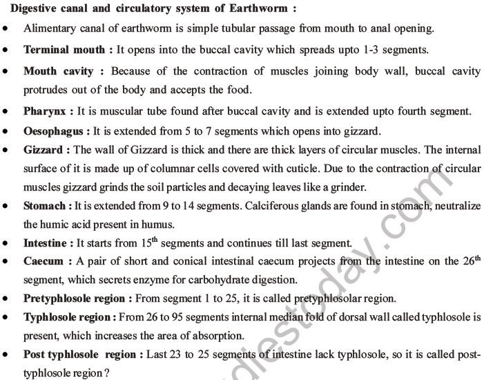 NEET Biology Animal Morphology and Anatomy MCQs Set A-3