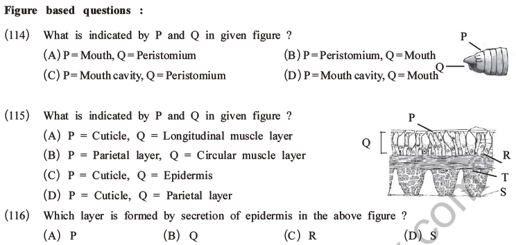 NEET Biology Animal Morphology and Anatomy MCQs Set A-40