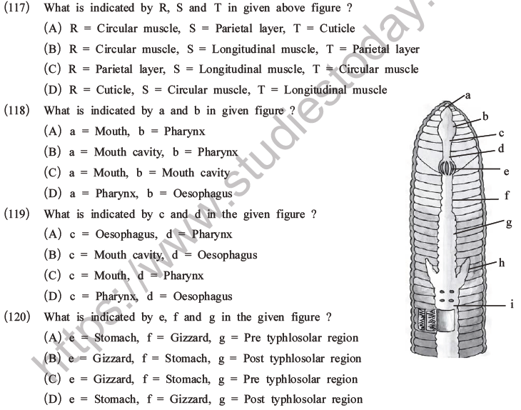 NEET Biology Animal Morphology and Anatomy MCQs Set A-41