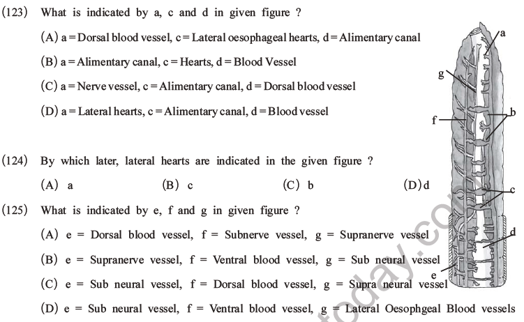 NEET Biology Animal Morphology and Anatomy MCQs Set A-43