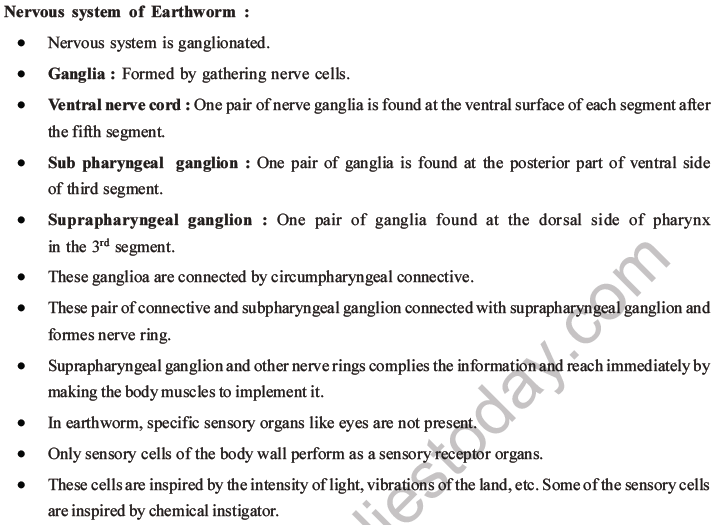 NEET Biology Animal Morphology and Anatomy MCQs Set A