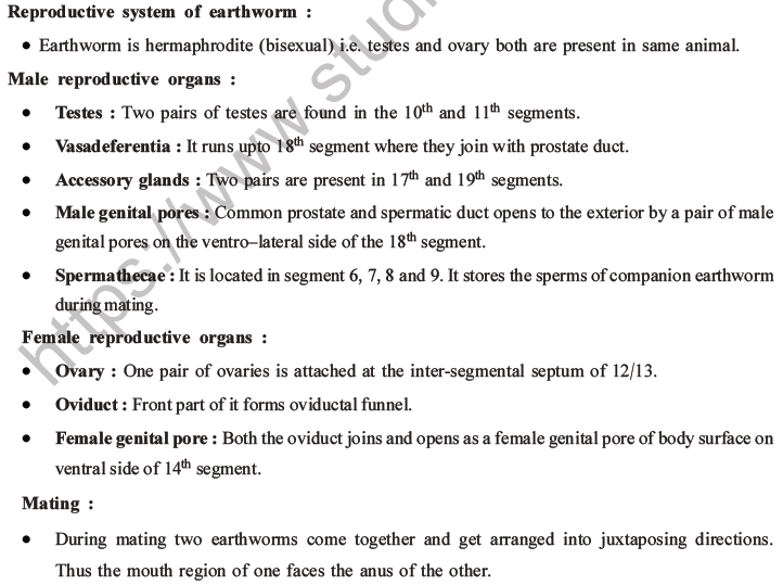 NEET Biology Animal Morphology and Anatomy MCQs Set A