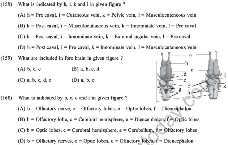 NEET Biology Animal Morphology and Anatomy MCQs Set B-52