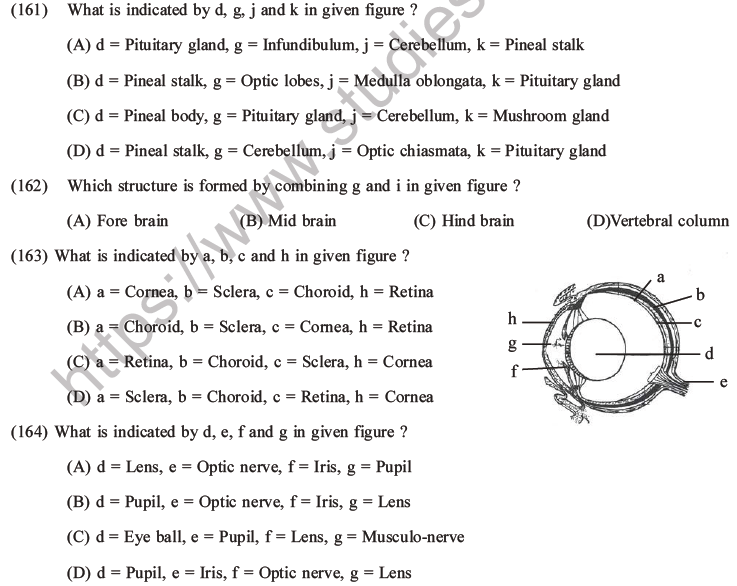 NEET Biology Animal Morphology and Anatomy MCQs Set B-53