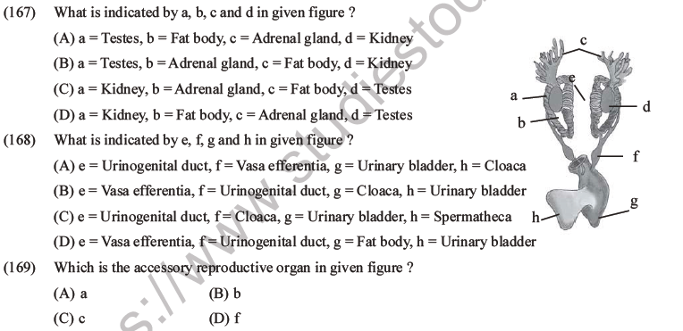 NEET Biology Animal Morphology and Anatomy MCQs Set B-55