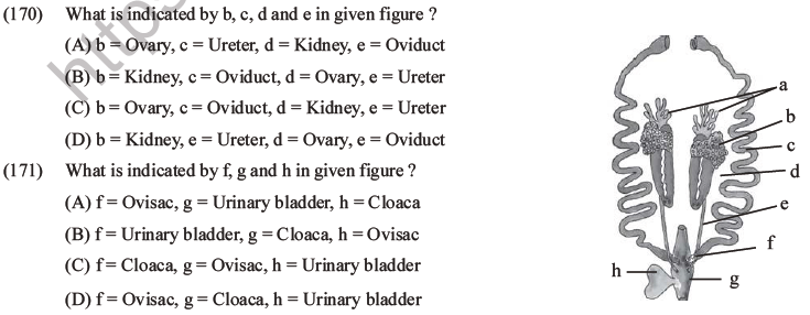 NEET Biology Animal Morphology and Anatomy MCQs Set B-56