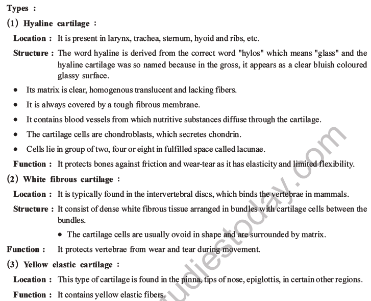 NEET Biology Animal Tissue MCQs Set A-11