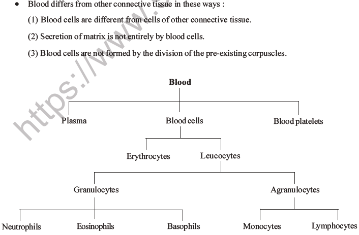 NEET Biology Animal Tissue MCQs Set A-14