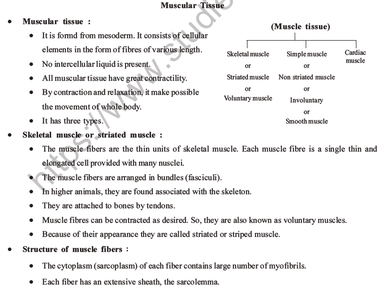 NEET Biology Animal Tissue MCQs Set A-24