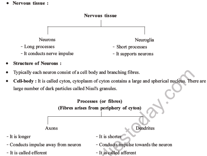 NEET Biology Animal Tissue MCQs Set A-29