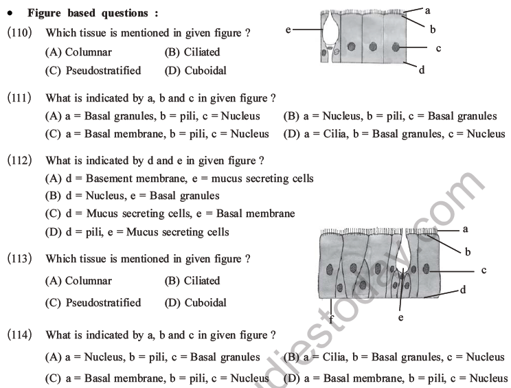 NEET Biology Animal Tissue MCQs Set A-41