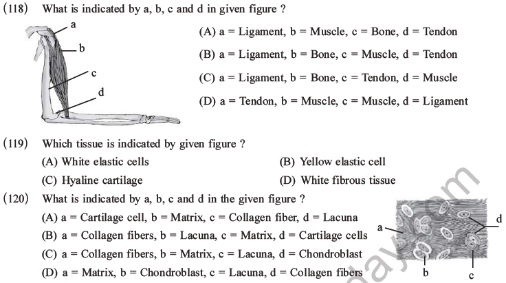 NEET Biology Animal Tissue MCQs Set A-43