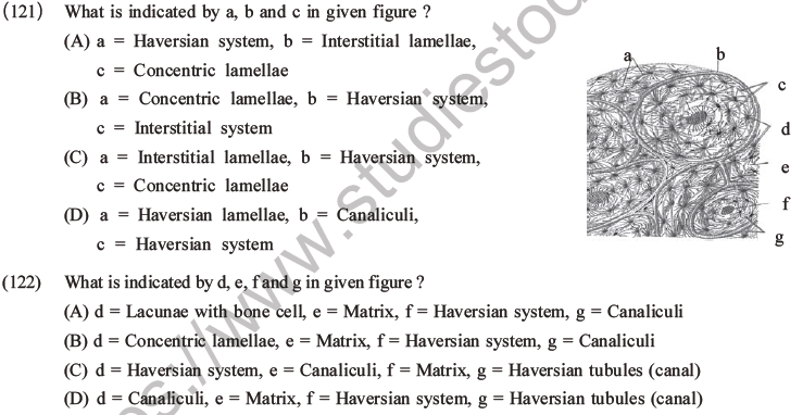 NEET Biology Animal Tissue MCQs Set A-44