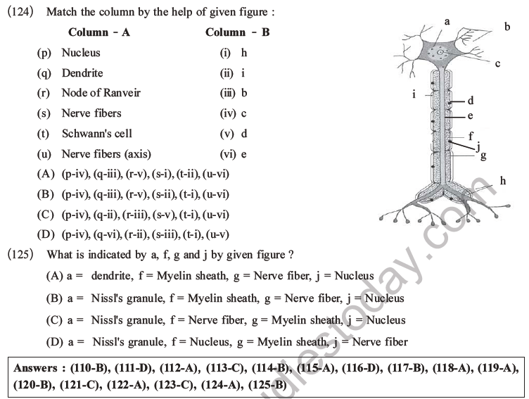 NEET Biology Animal Tissue MCQs Set A-46