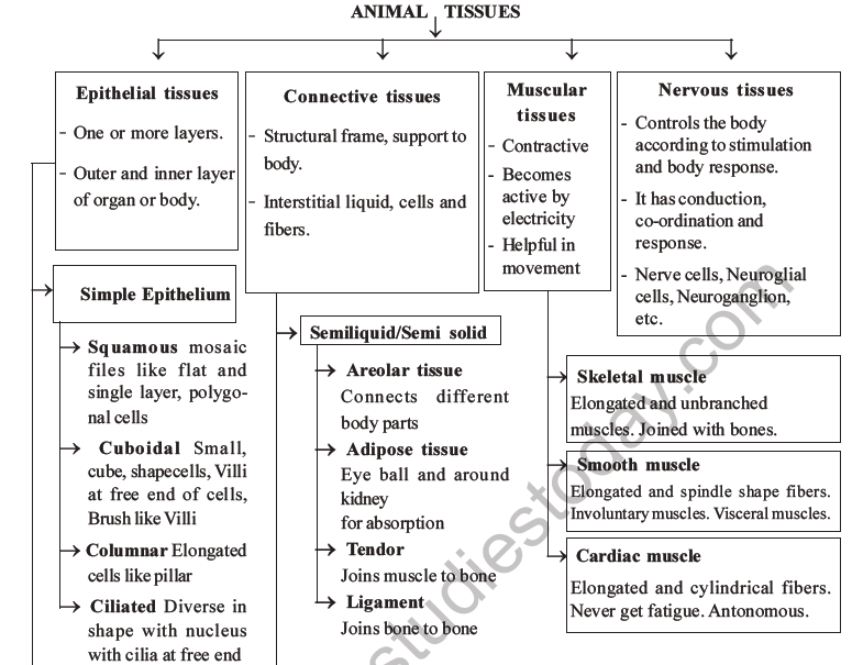 NEET Biology Animal Tissue MCQs Set A-50