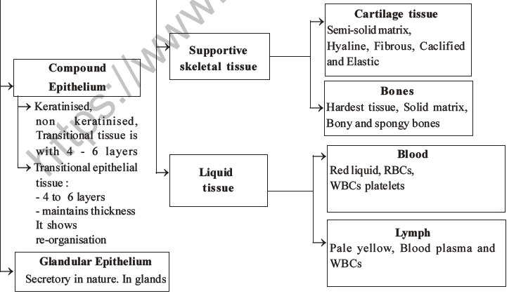 NEET Biology Animal Tissue MCQs Set A-51