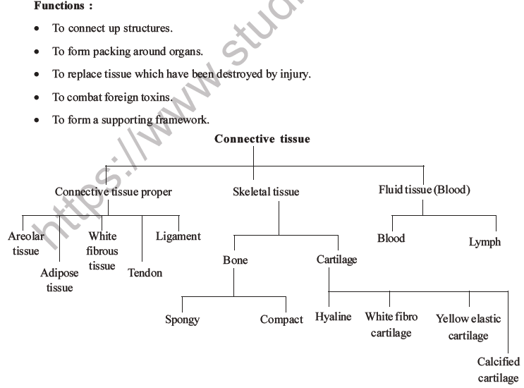 NEET Biology Animal Tissue MCQs Set A-8