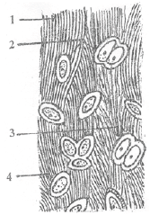 NEET Biology Animal Tissues MCQs Set D-Q69