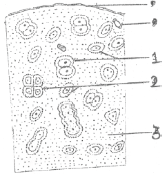 NEET Biology Animal Tissues MCQs Set D-Q70