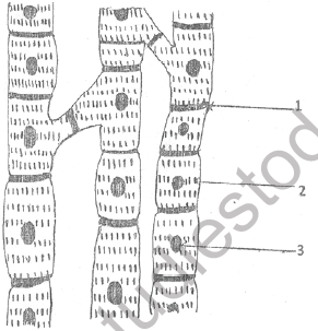 NEET Biology Animal Tissues MCQs Set D-Q76