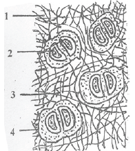 NEET Biology Animal Tissues MCQs Set D-Q78