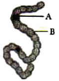 NEET Biology Biological Classification MCQs Set B-