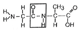 NEET Biology Biomolecules MCQs Set A-1