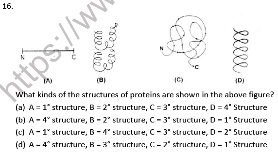 NEET Biology Biomolecules MCQs Set A-16