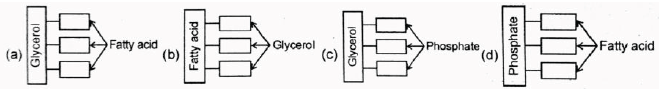 NEET Biology Biomolecules MCQs Set A-3