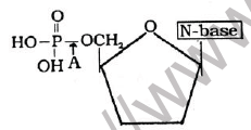 NEET Biology Biomolecules MCQs Set A-5