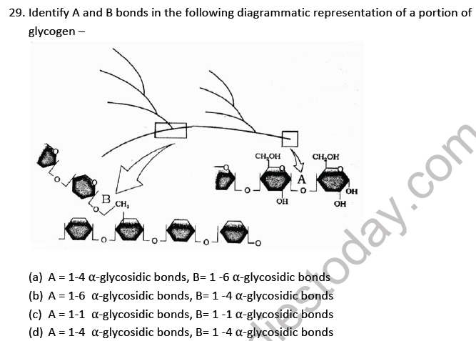 NEET Biology Biomolecules MCQs Set A-8