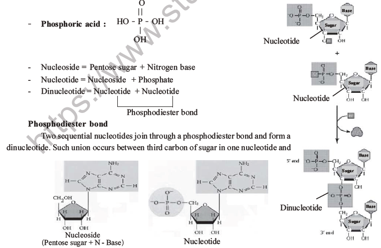 NEET Biology Biomolecules MCQs Set D-9