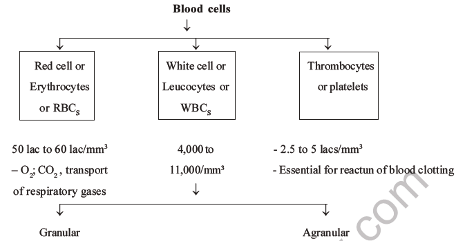 NEET Biology Body Fluids and Circulation MCQs Set B-1