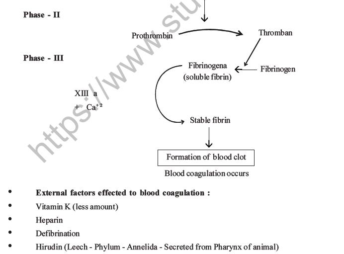 NEET Biology Body Fluids and Circulation MCQs Set B-13